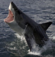 Co je nového ve světě žraloků? Shark Week na Discovery Channel i letos přibližuje mentalitu druhu, kterému stále příliš nerozumíme